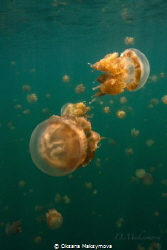 Jellyfish lake. Kakaban Island by Oksana Maksymova 